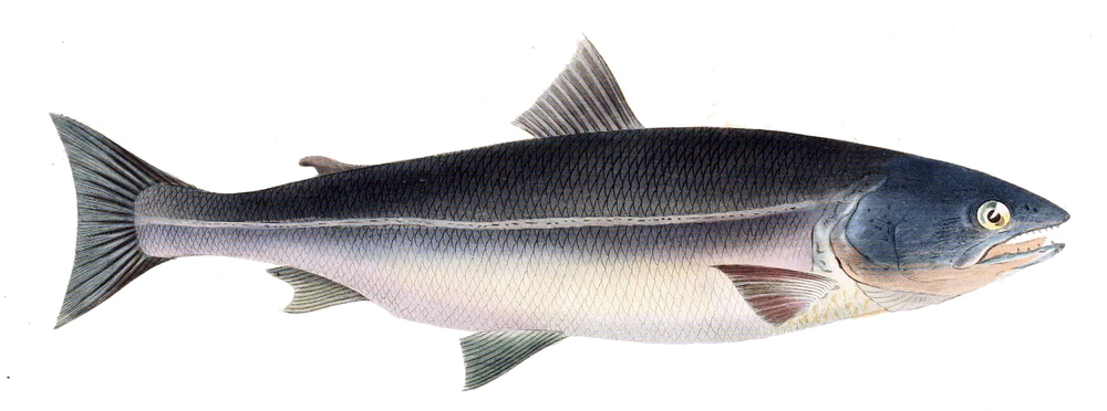 Oncorhynchus masou (Cherry salmon)