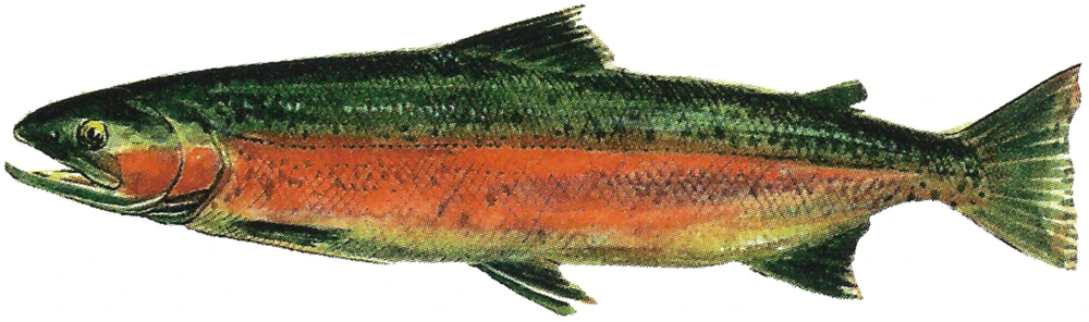 Oncorhynchus mykiss (Rainbow trout)