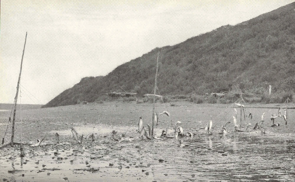 Set nets