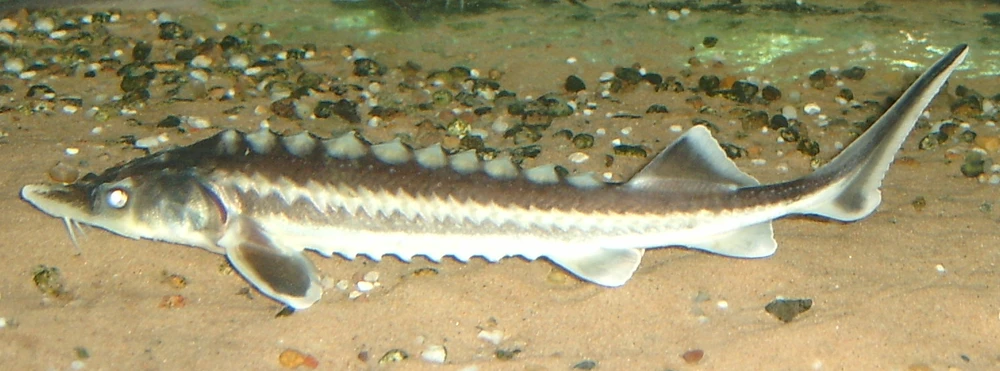 Acipenser gueldenstaedtii (Russian sturgeon)