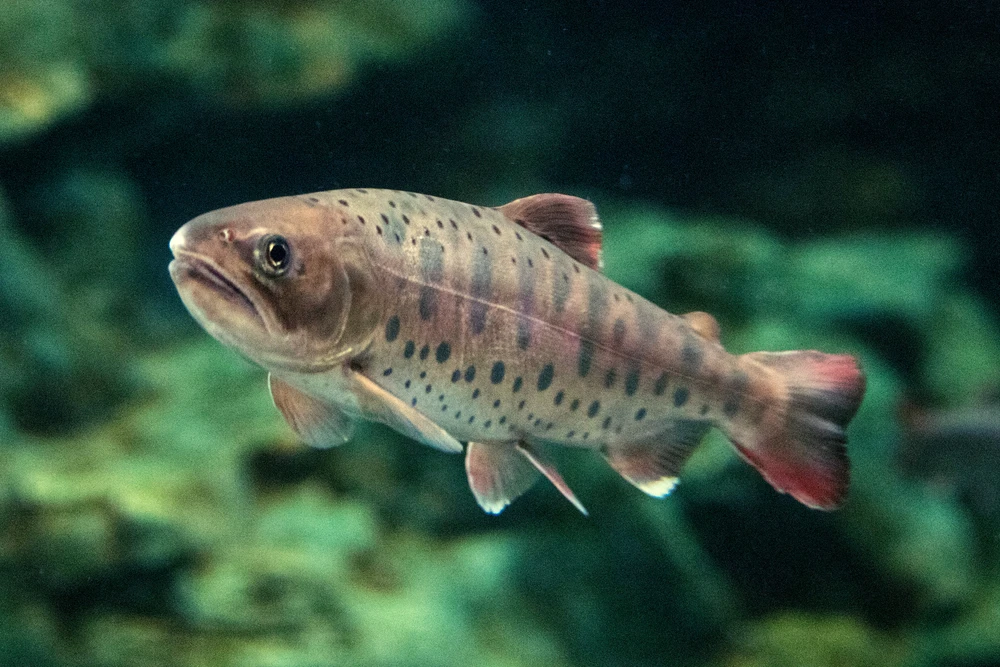 Oncorhynchus masou (Cherry salmon)