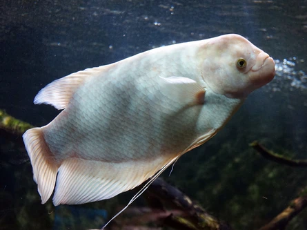 Osphronemus goramy (Giant gourami)