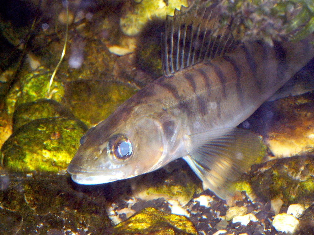 Sander lucioperca (Pikeperch)