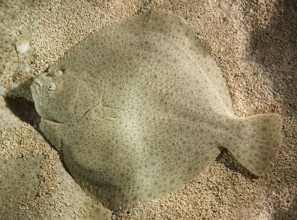 Scophthalmus maximus (Turbot)