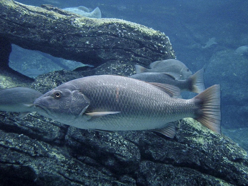 Lutjanus argentimaculatus (Mangrove red snapper)