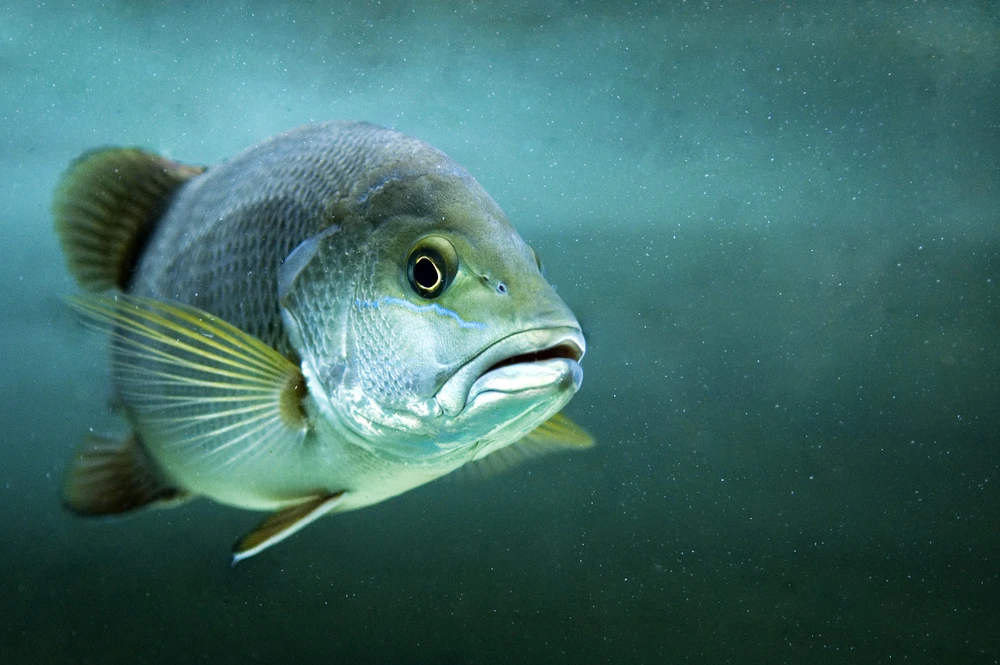 Lutjanus argentimaculatus (Mangrove red snapper)