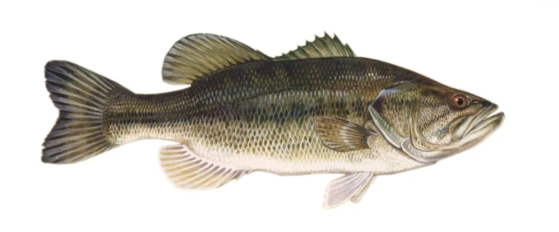 Micropterus salmoides (Largemouth bass)