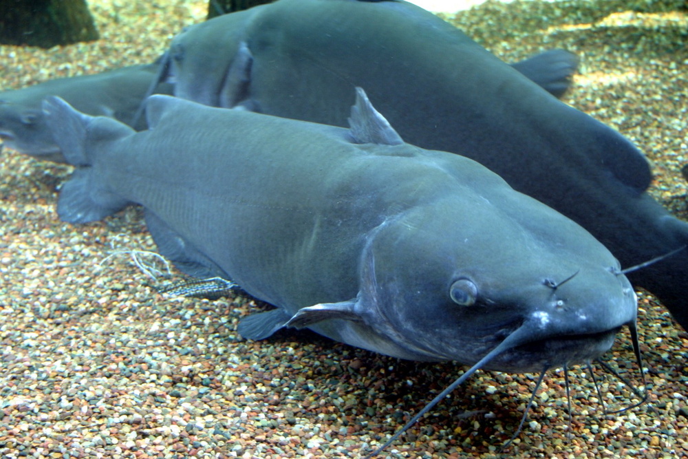 Ictalurus punctatus (Channel catfish)
