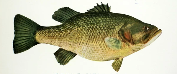 Micropterus salmoides (Largemouth bass)