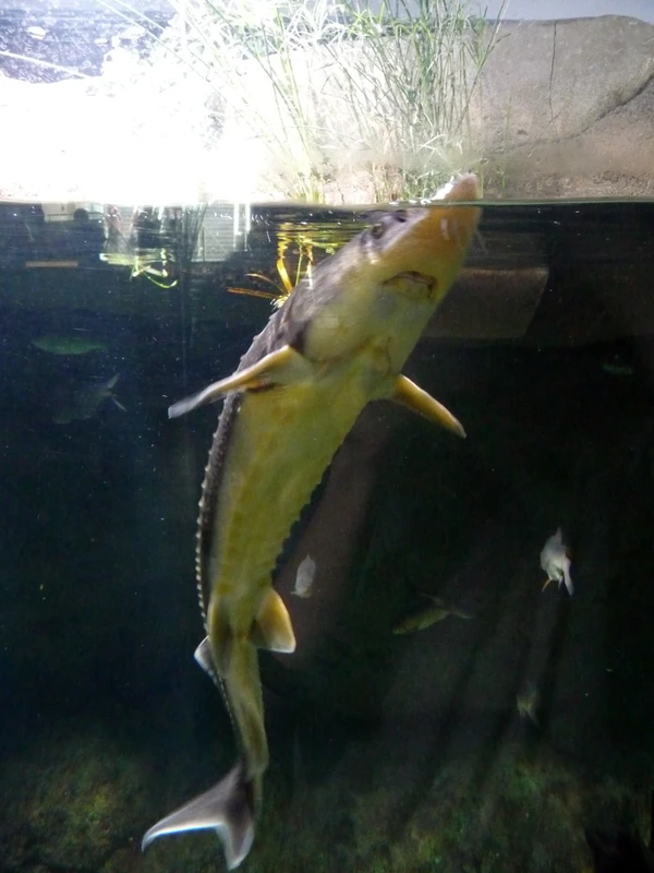 Acipenser gueldenstaedtii (Russian sturgeon)