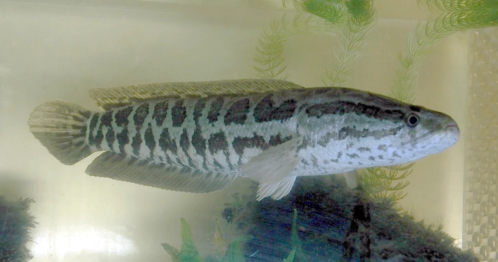 Channa argus (Northern snakehead)