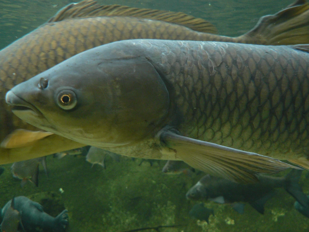 Ctenopharyngodon idella (Grass carp)