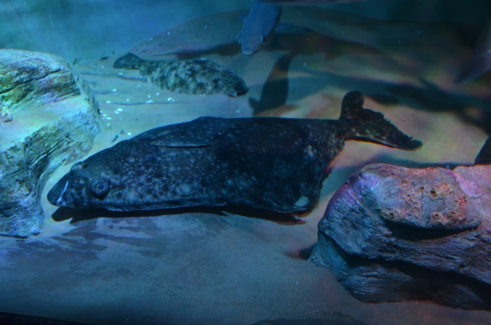 Hippoglossus hippoglossus (Atlantic halibut)