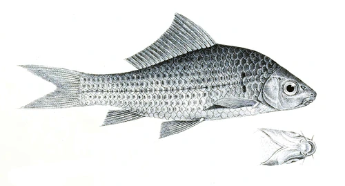 Osteochilus vittatus (Bonylip barb)