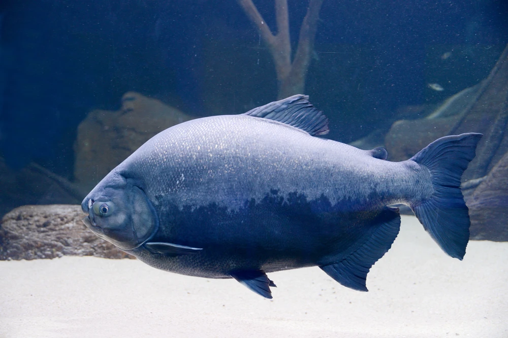 Colossoma macropomum (Tambaqui)