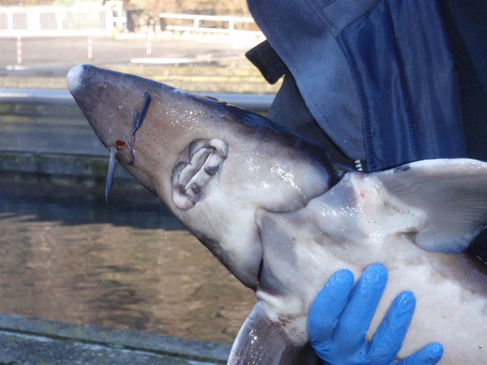 Acipenser baerii (Siberian sturgeon)