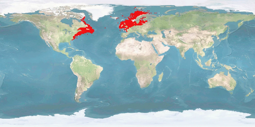 Distribution map: Clupea harengus (Atlantic herring)