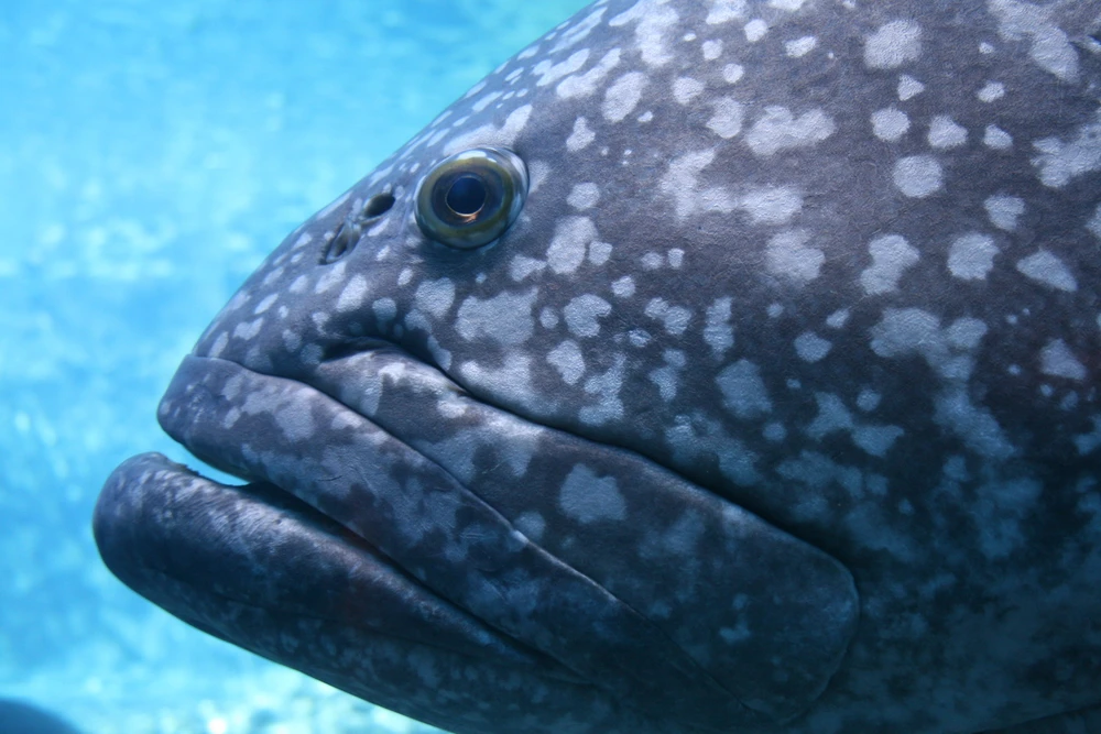 Epinephelus malabaricus (Malabar grouper)