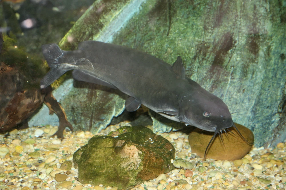 Ictalurus punctatus (Channel catfish)