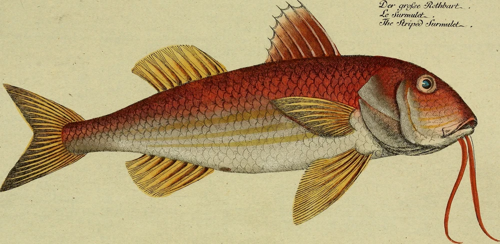 Mullus surmuletus (Striped red mullet)