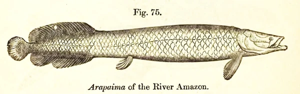 Arapaima gigas (Arapaima)