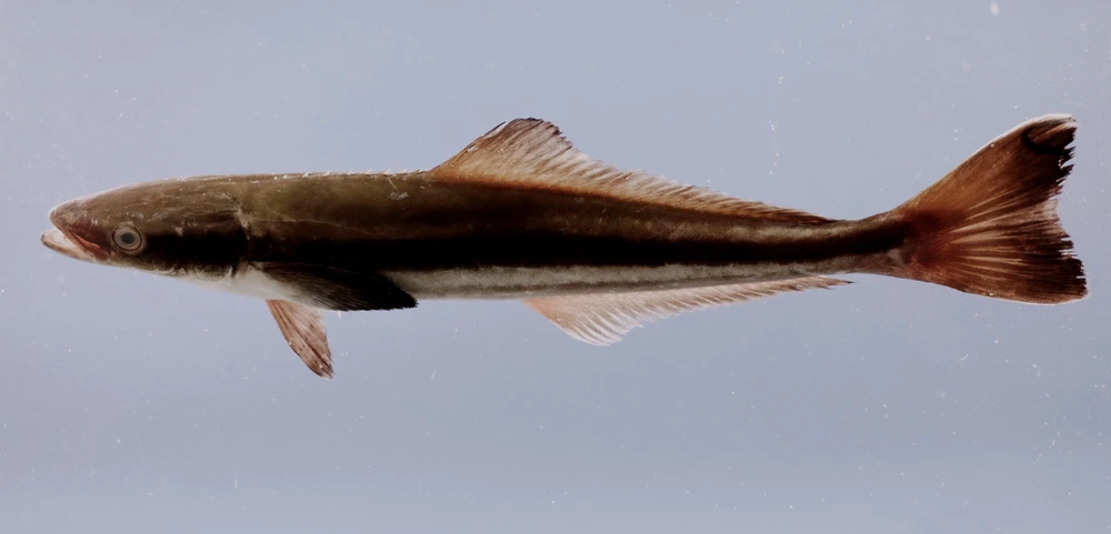 Rachycentron canadum (Cobia)