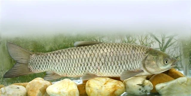 Ctenopharyngodon idella (Grass carp)