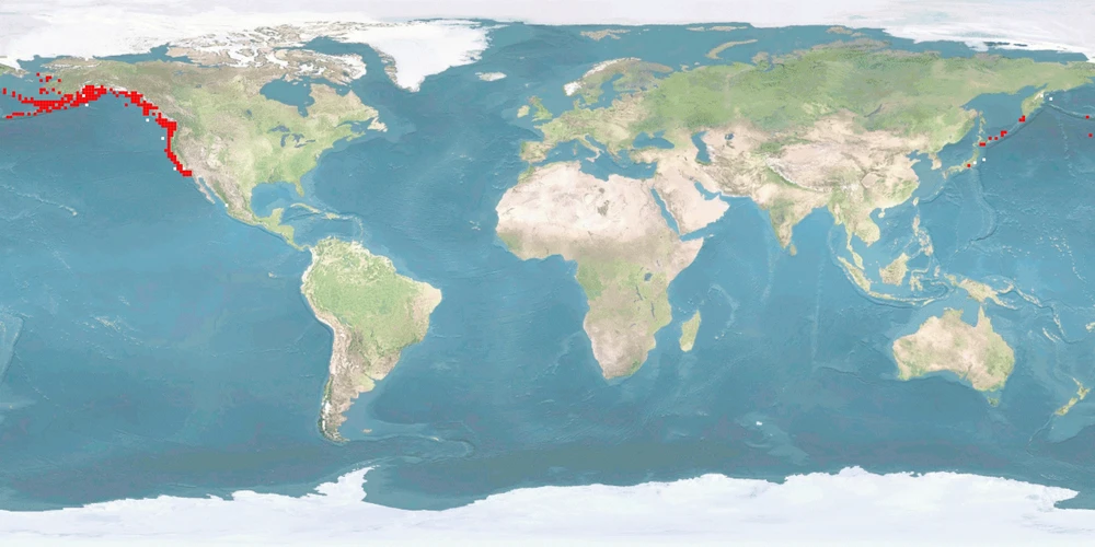 Distribution map: Oncorhynchus kisutch (Coho salmon)