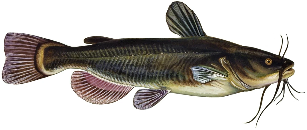 Ameiurus melas (Black bullhead catfish)