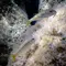 thumbnail-images
