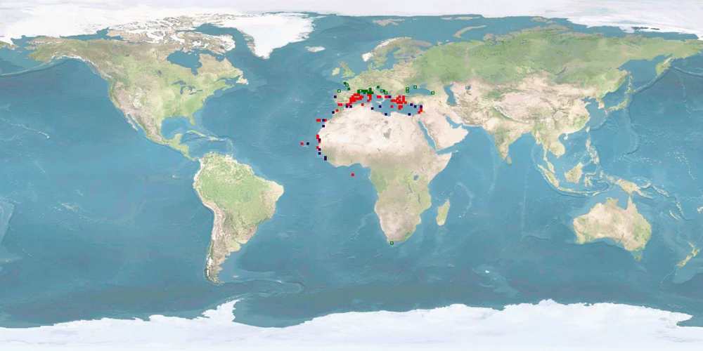 Distribution map: Diplodus puntazzo (Sharpsnout seabream)