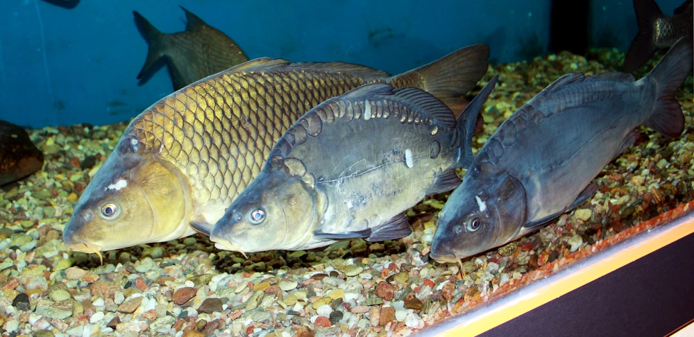 Cyprinus carpio (Common carp)