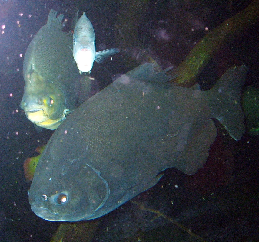 Colossoma macropomum (Tambaqui)