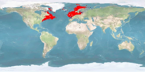 Distribution map: Gadus morhua (Atlantic cod)