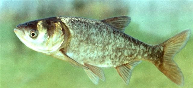 Hypophthalmichthys nobilis (Bighead carp)