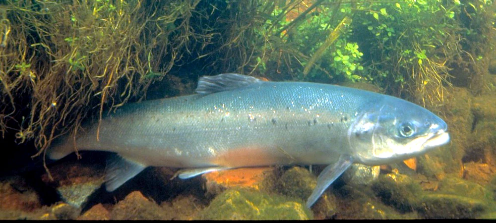 Salmo salar (Atlantic salmon)