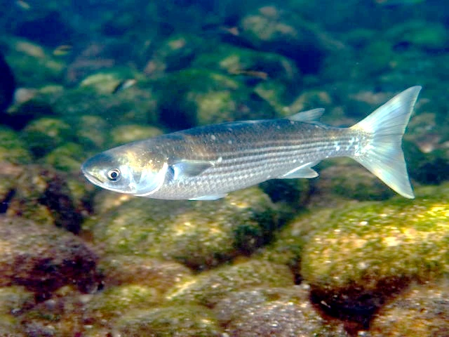 Mugil cephalus (Striped mullet)