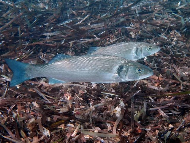 Dicentrarchus labrax (European seabass)