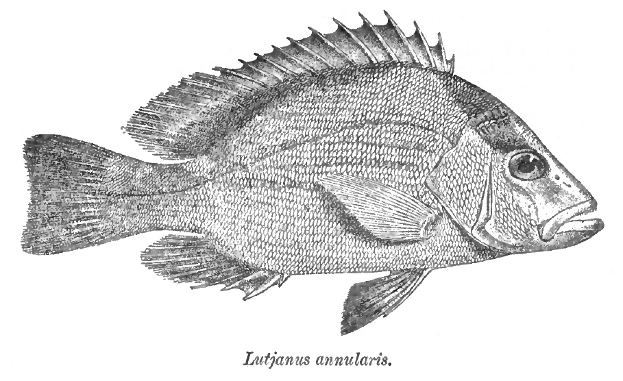 Lutjanus erythropterus (Crimson snapper)