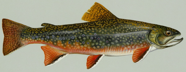 Salvelinus fontinalis (Brook trout)