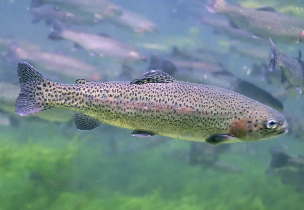 Oncorhynchus mykiss (Rainbow trout)