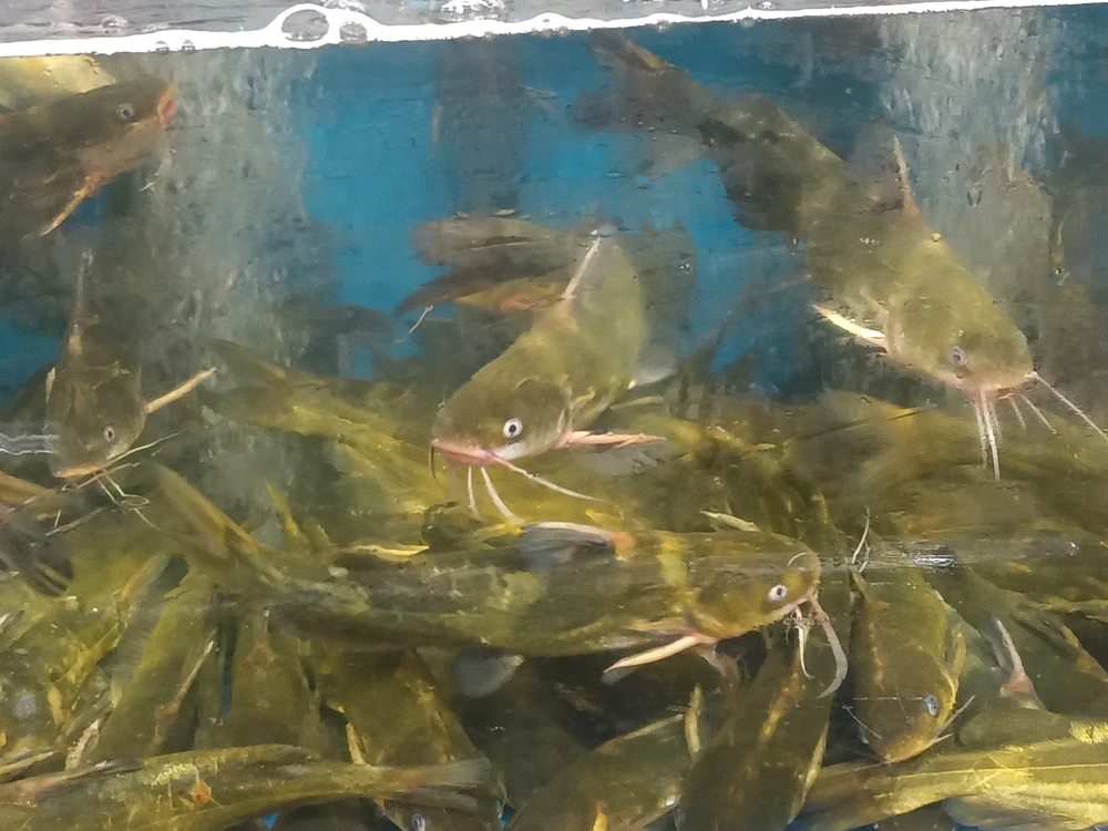 Tachysurus sinensis (Yellow catfish)