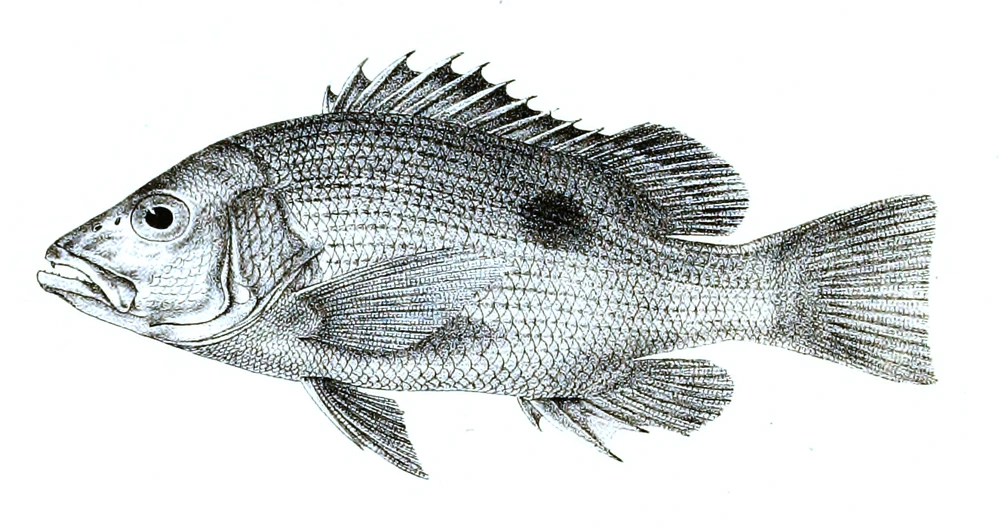 Lutjanus johnii (John's Snapper)