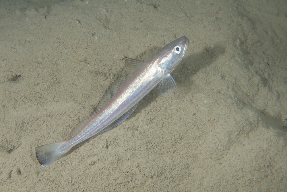 Merluccius merluccius (European hake)