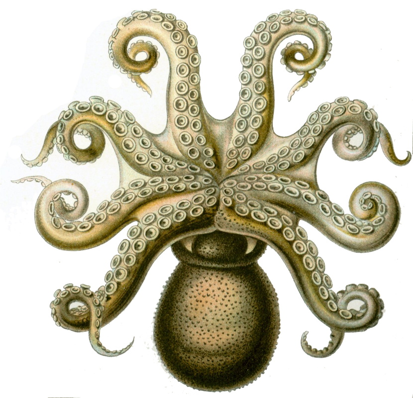 Octopus vulgaris (Common octopus)