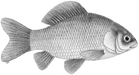 Carassius carassius (Crucian carp)