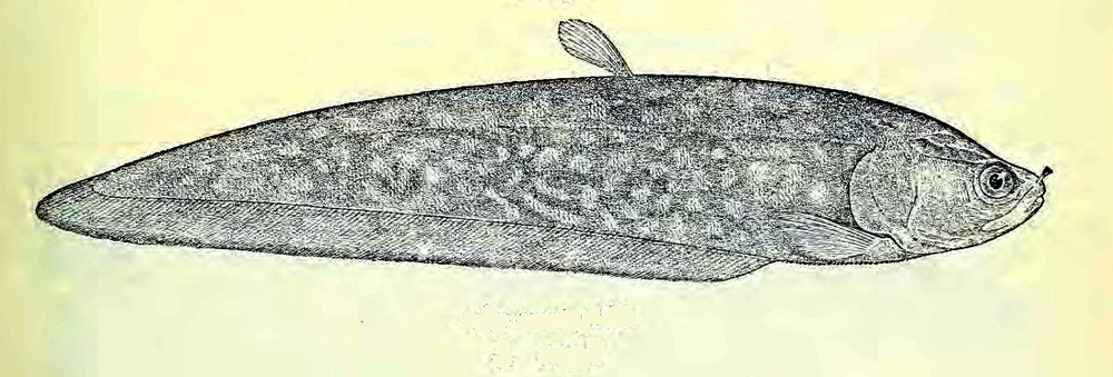 Papyrocranus afer (Reticulated knifefish)
