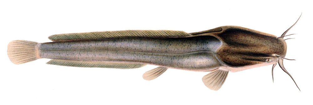 Clarias gariepinus (African sharptooth catfish)