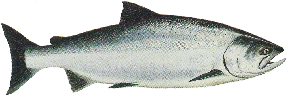 Oncorhynchus tshawytscha (Chinook salmon)