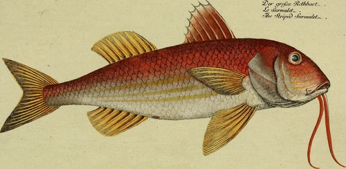 Mullus surmuletus (Striped red mullet)